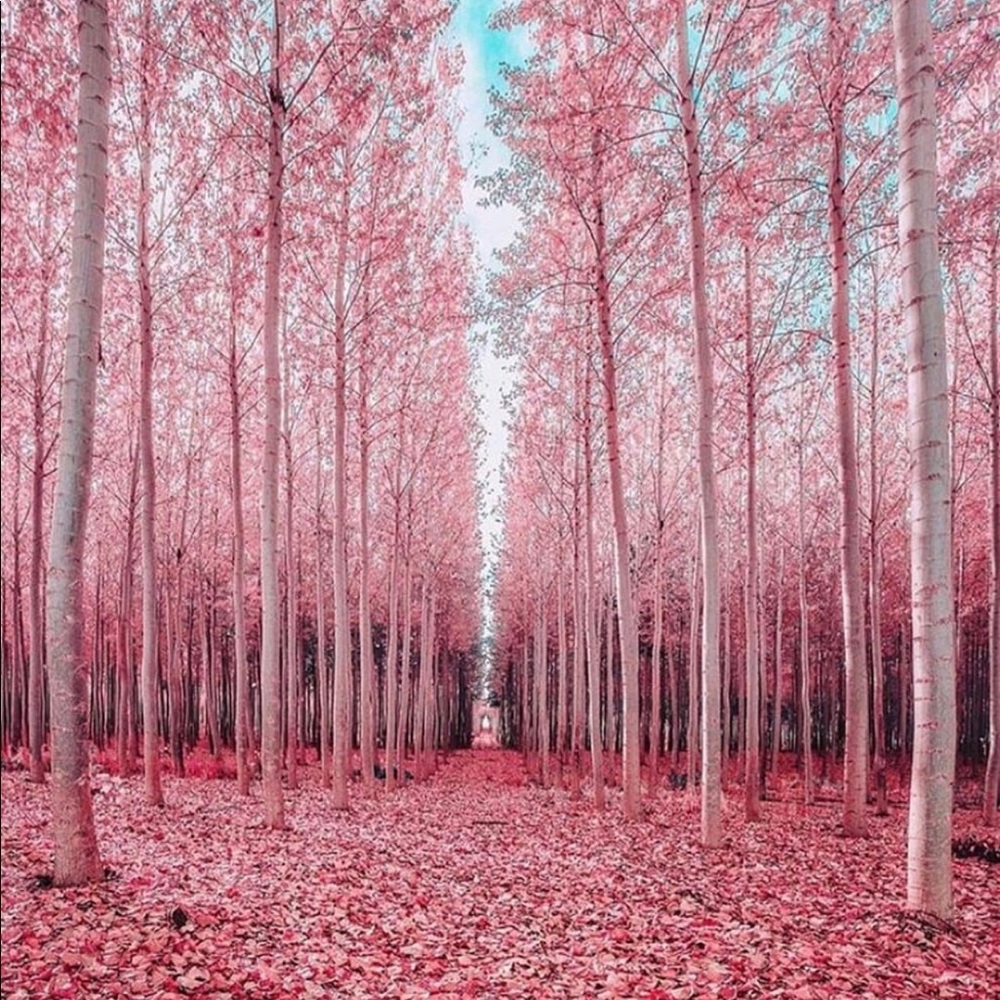 Meet your Posher, Shiloh